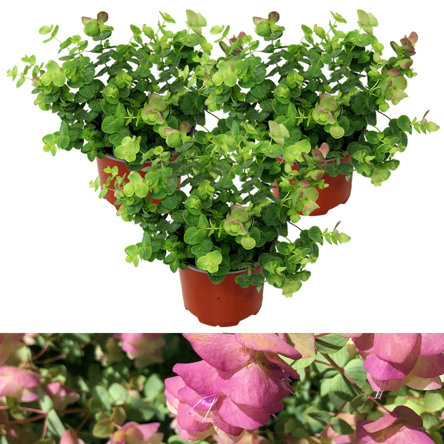 Oregano Kent Beauty KNTBEUTYOREGN-3-kent beauty ornamental oregano outdoor plant 8