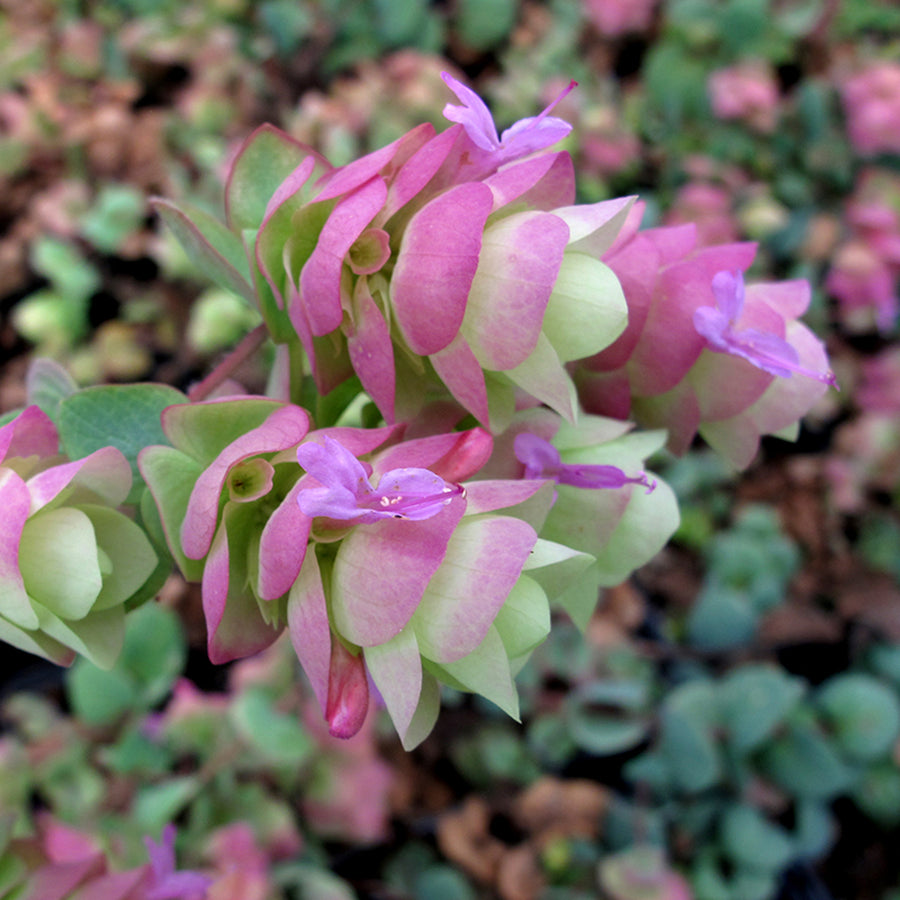 Oregano Kent Beauty KNTBEUTYOREGN-kent beauty ornamental oregano outdoor plant-image1 3