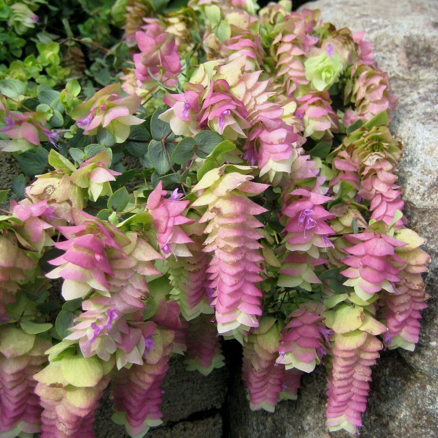 Oregano Kent Beauty KNTBEUTYOREGN-kent beauty ornamental oregano outdoor plant-image2 4