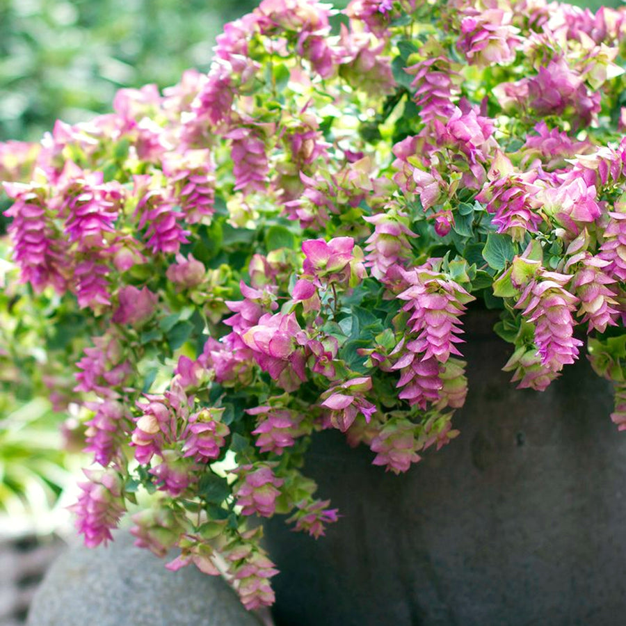 Oregano Kent Beauty KNTBEUTYOREGN-kent beauty ornamental oregano outdoor plant-image3 1