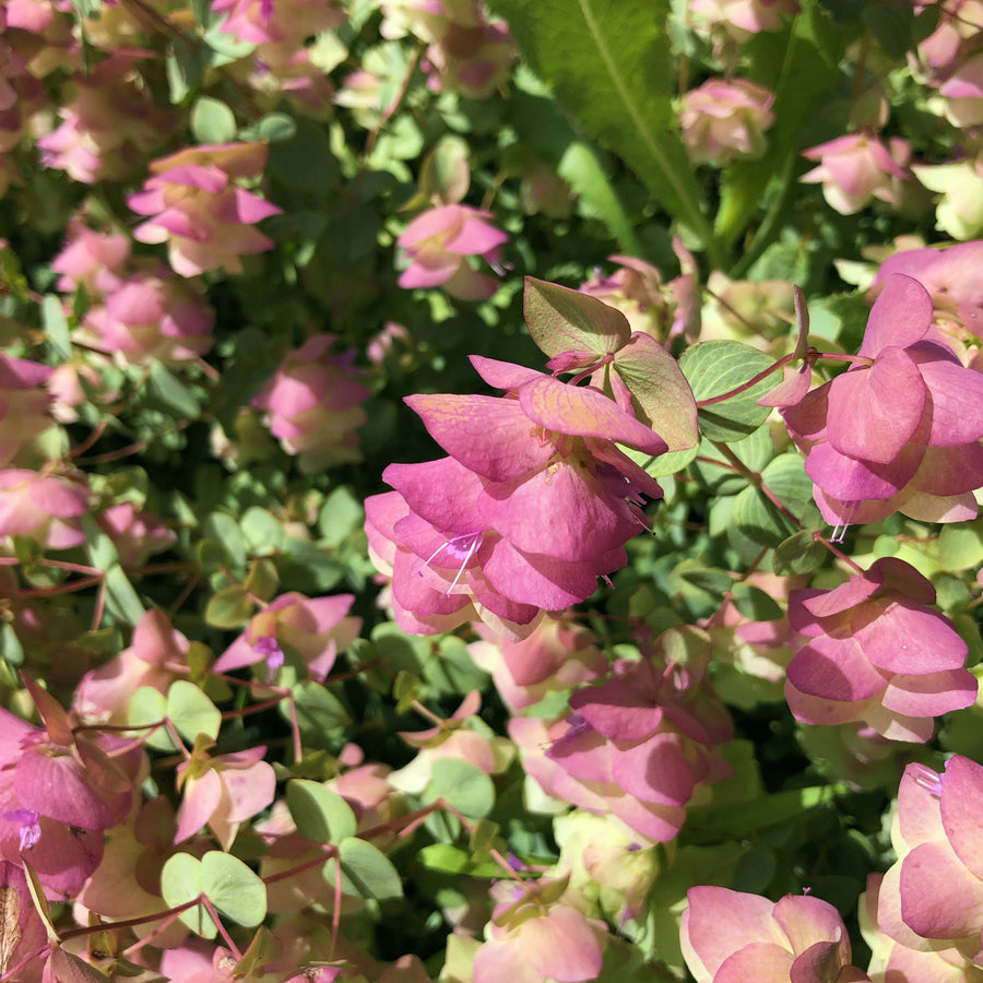Oregano Kent Beauty KNTBEUTYOREGN-kent beauty ornamental oregano outdoor plant-image4 5