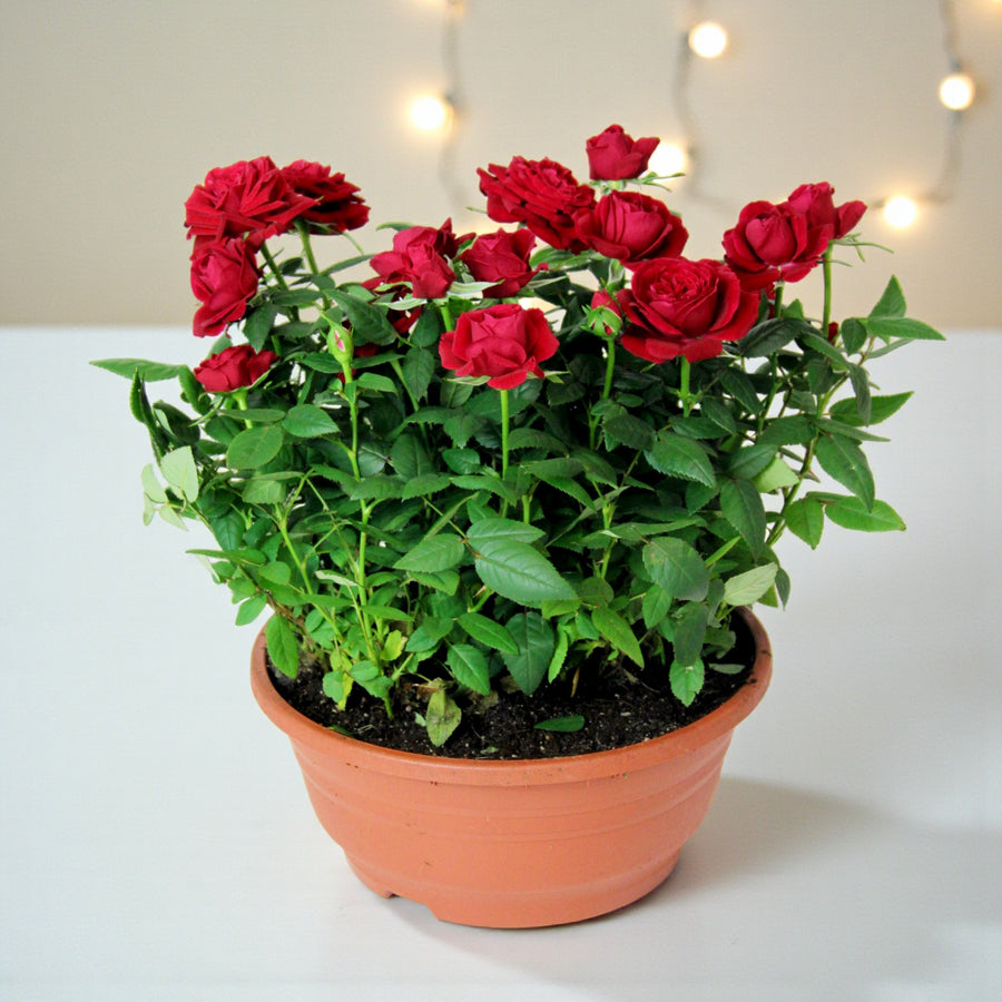 Kordana Indoor Red Rose Indoor red rose plant in full bloom with rich green foliage, displayed in a terracotta pot on a white surface with soft fairy lights in the background. 1