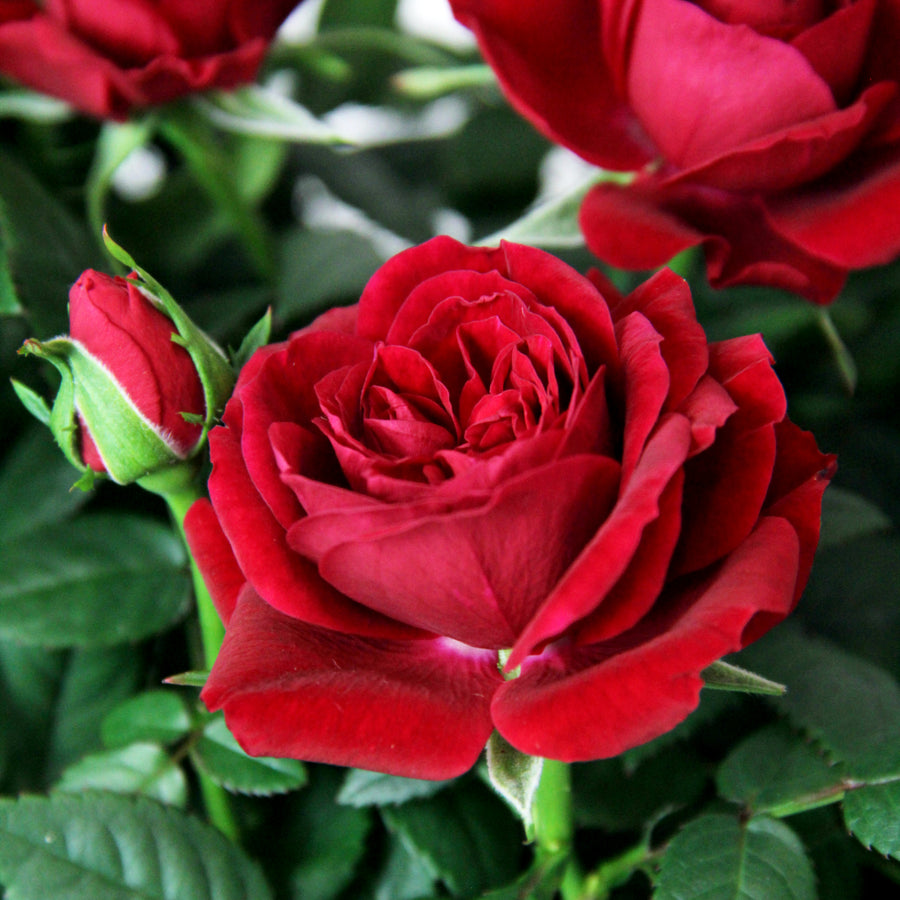 Kordana Indoor Red Rose Close-up of a deep red rose in full bloom with velvety petals, surrounded by glossy green leaves and an unopened bud. 2