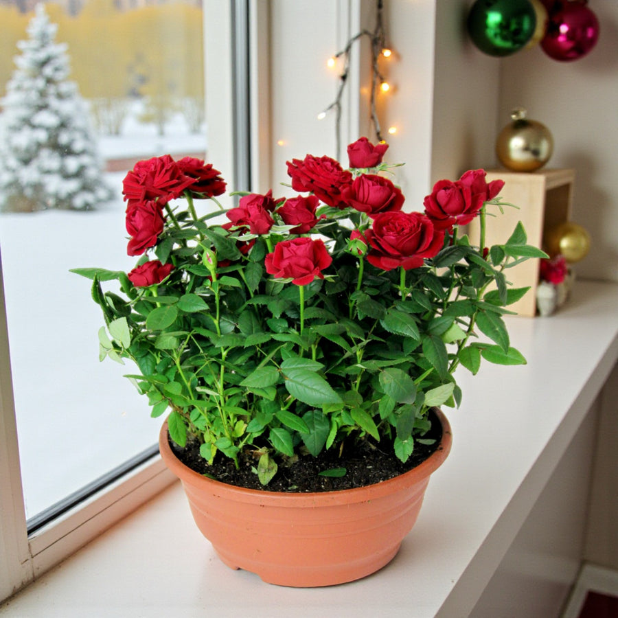 Kordana Indoor Red Rose Indoor red rose plant in a terracotta pot placed on a bright windowsill decorated with fairy lights and Christmas ornaments, with a snowy garden outside. 3