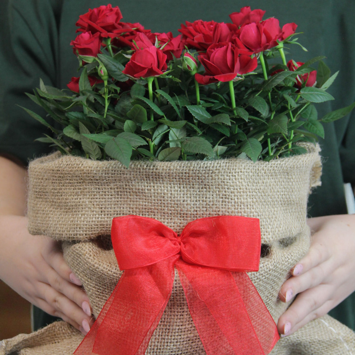 Kordana Indoor Red Rose Gift Wrapped Person holding a hessian-wrapped indoor red rose plant decorated with a red ribbon bow, showing it as a festive gift. 3