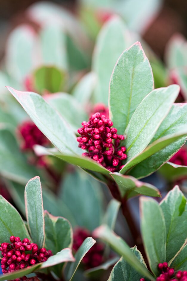 Skimmia Japonica 'Perosa' _KOS5057 7