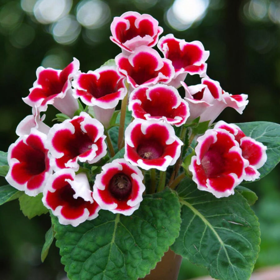 Gloxinia Kaiser Friedrich Bulbs  2