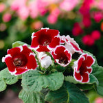 Gloxinia Kaiser Friedrich Bulbs  4