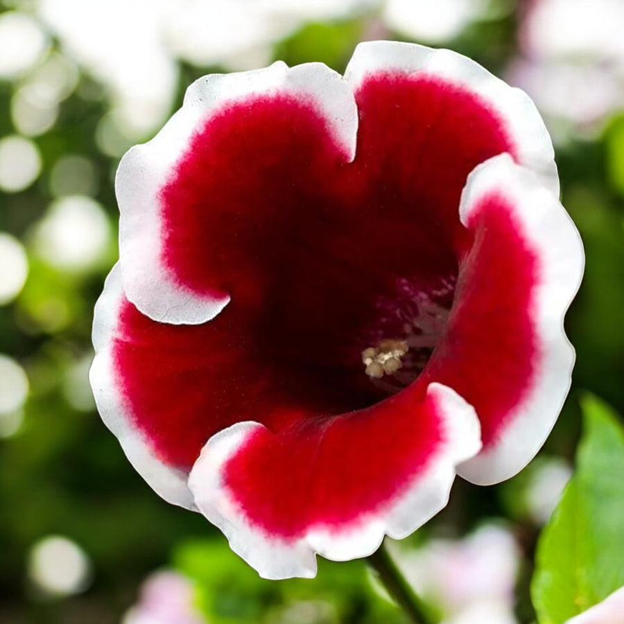 Gloxinia Kaiser Friedrich Bulbs  3
