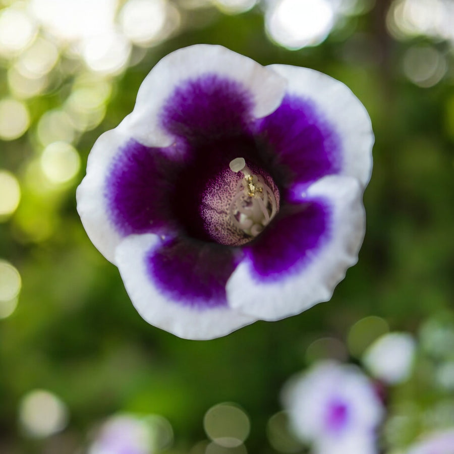 Gloxinia Kaiser Wilhelm Bulbs  3