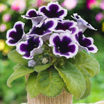 Gloxinia Kaiser Wilhelm Bulbs  2