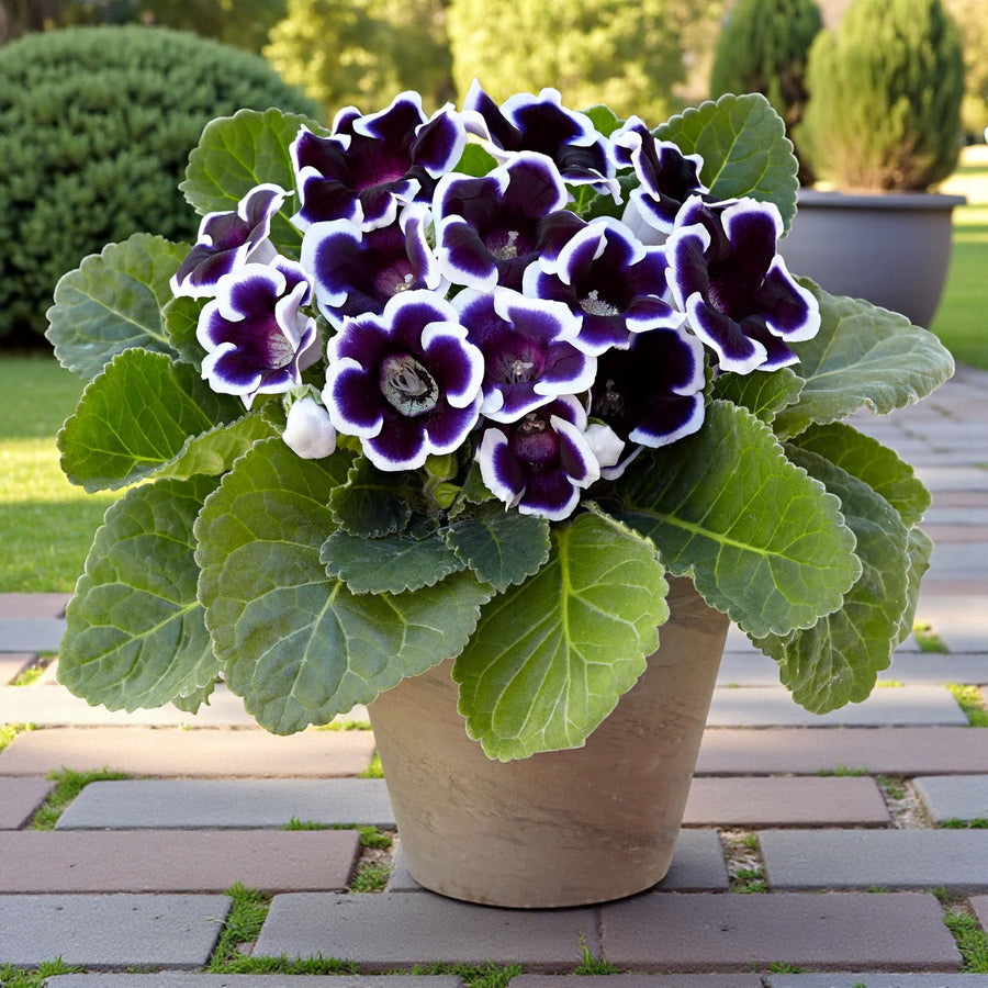 Gloxinia Kaiser Wilhelm Bulbs  4