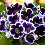 Gloxinia Kaiser Wilhelm Bulbs  1