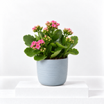 Kalanchoe Flaming Katy  2