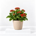 Kalanchoe Flaming Katy  4