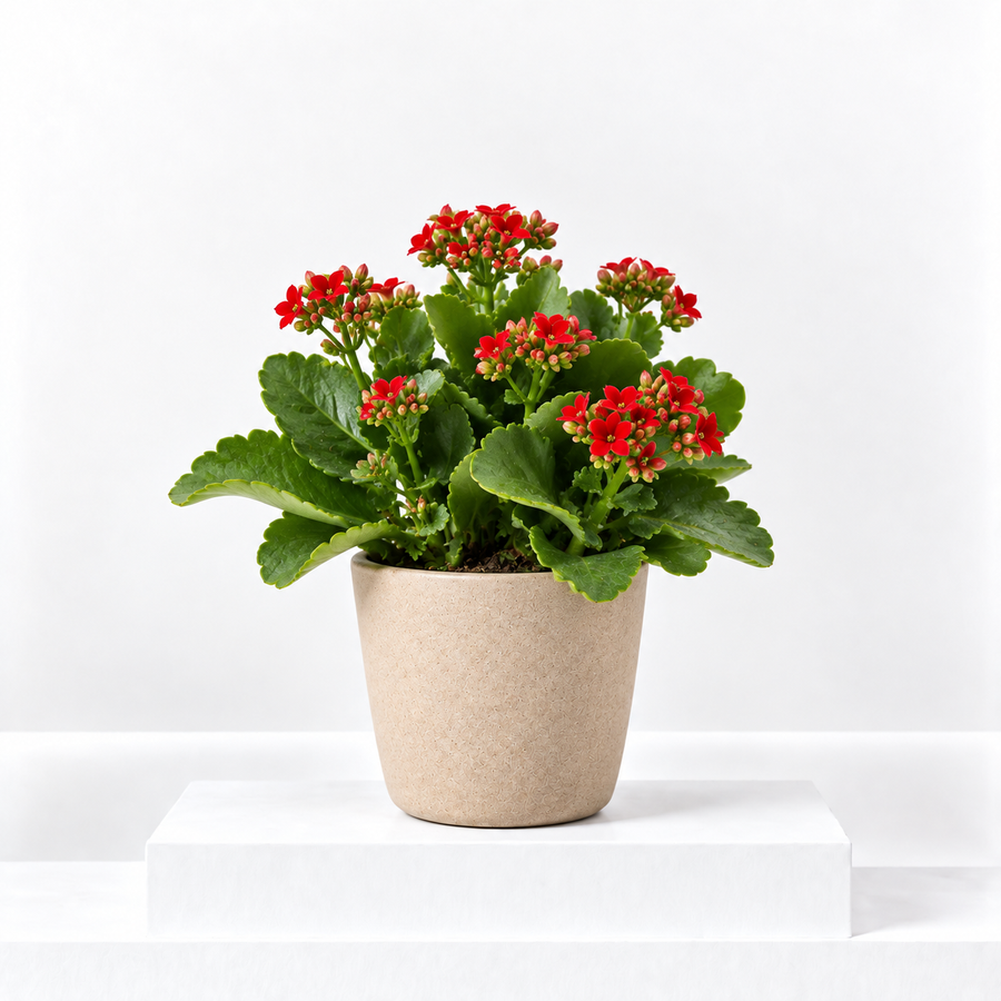 Kalanchoe Flaming Katy  5