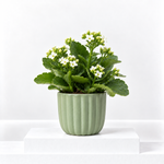 Kalanchoe Flaming Katy  6