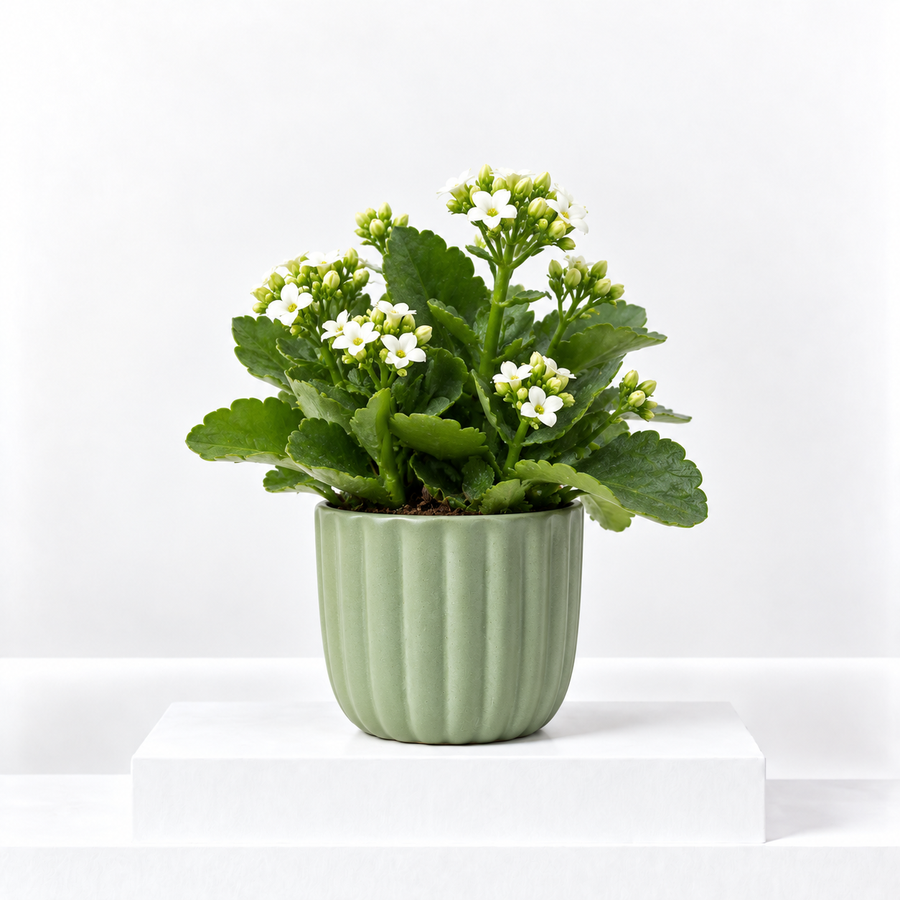 Kalanchoe Flaming Katy  7