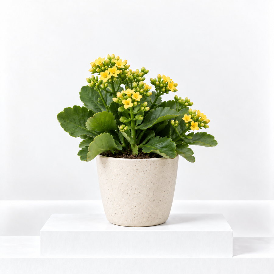 Kalanchoe Flaming Katy  1