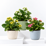 Kalanchoe Flaming Katy  1