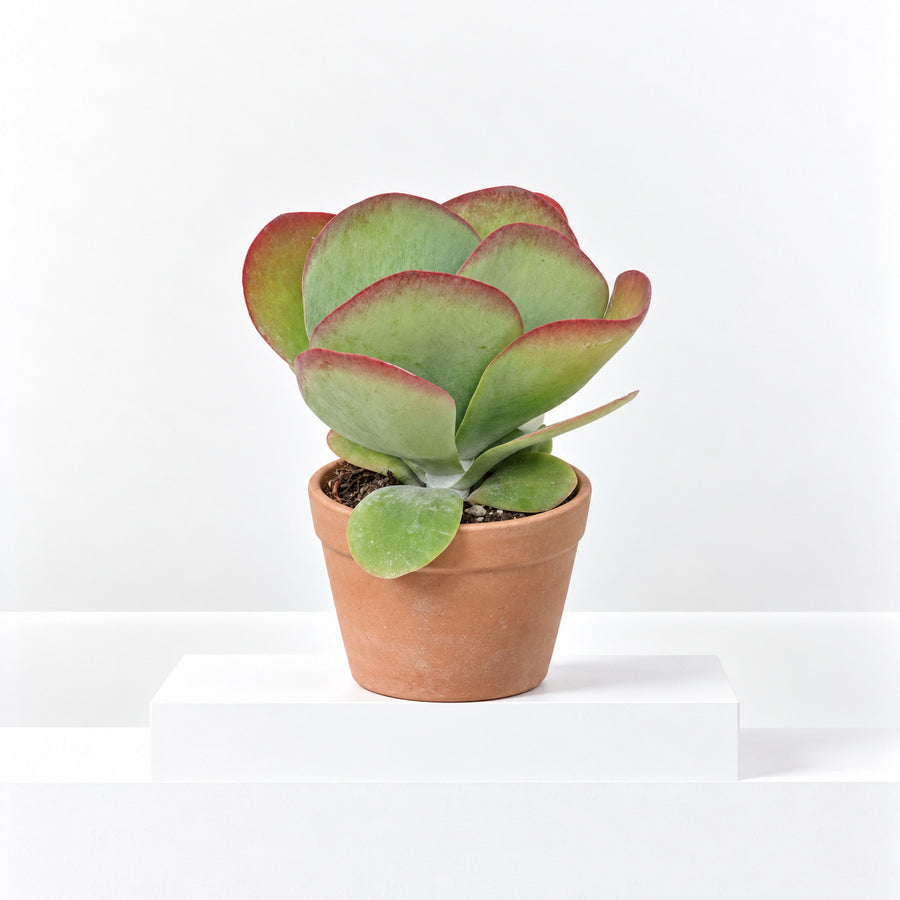 Kalanchoe thysifolia 'Red Lips' Paddle Plant Succulent  1