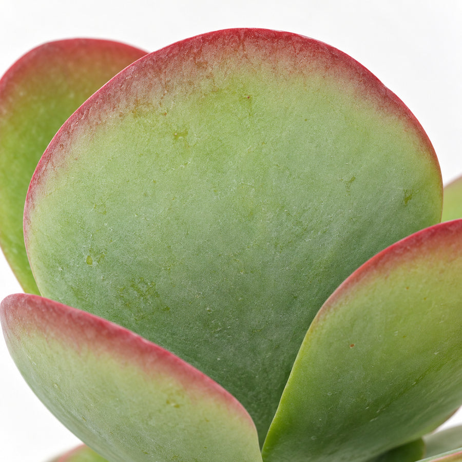Kalanchoe thysifolia 'Red Lips' Paddle Plant Succulent  2