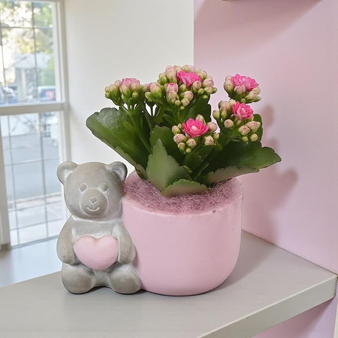 Kalanchoe Pink Arrangement  2