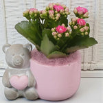 Kalanchoe Pink Arrangement  4
