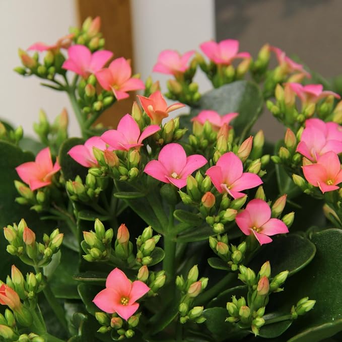 Kalanchoe Pink Arrangement  3