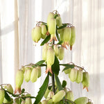 Kalanchoe Magic Bells  5