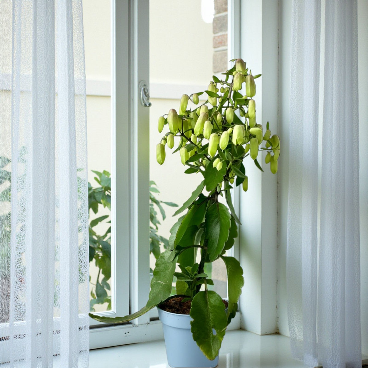 Kalanchoe Magic Bells  6