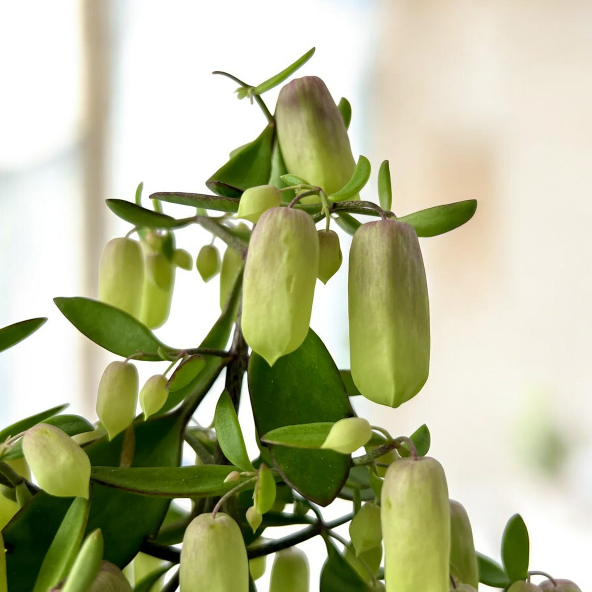 Kalanchoe Magic Bells  4