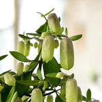 Kalanchoe Magic Bells  4