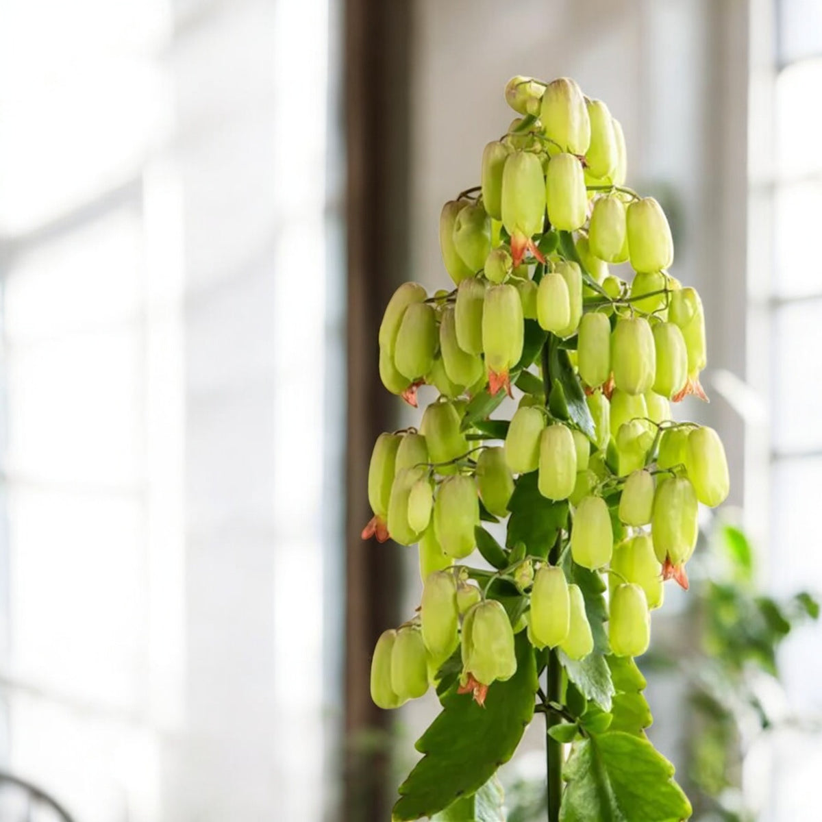 Kalanchoe Magic Bells  3