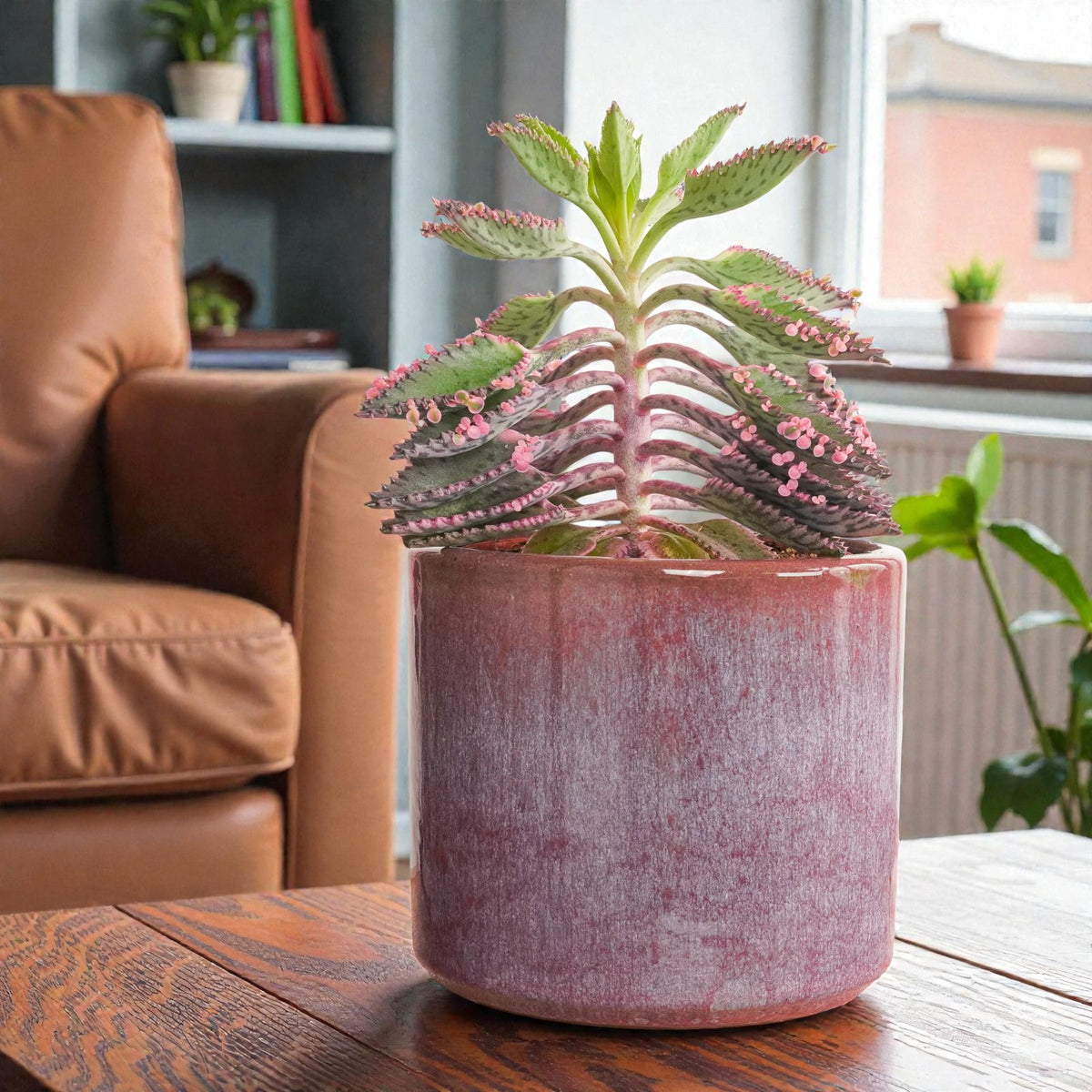 Kalanchoe Pink Butterfly  2