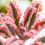Kalanchoe Pink Butterfly  1