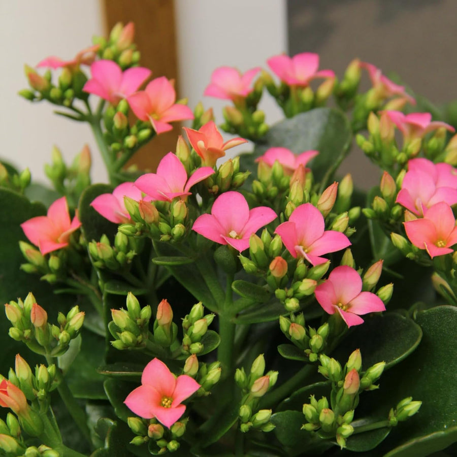 Kalanchoe Flaming Katy  9