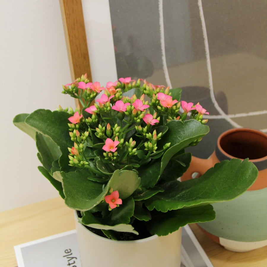 Kalanchoe Pink Flaming Katy  1