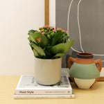 Kalanchoe Flaming Katy  8