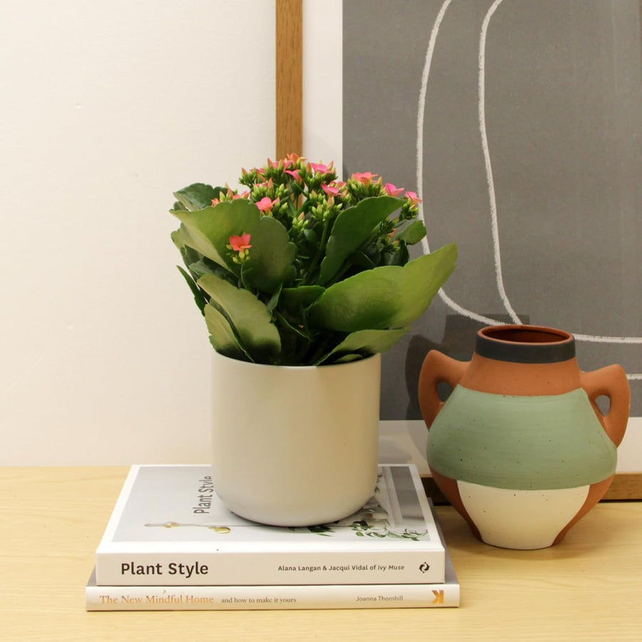 Kalanchoe Flaming Katy  8