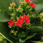 Kalanchoe Flaming Katy  7