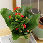 Kalanchoe Red Flaming Katy  1