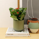 Kalanchoe Flaming Katy  6