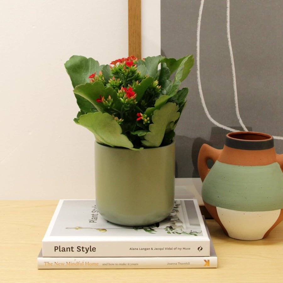 Kalanchoe Flaming Katy  6