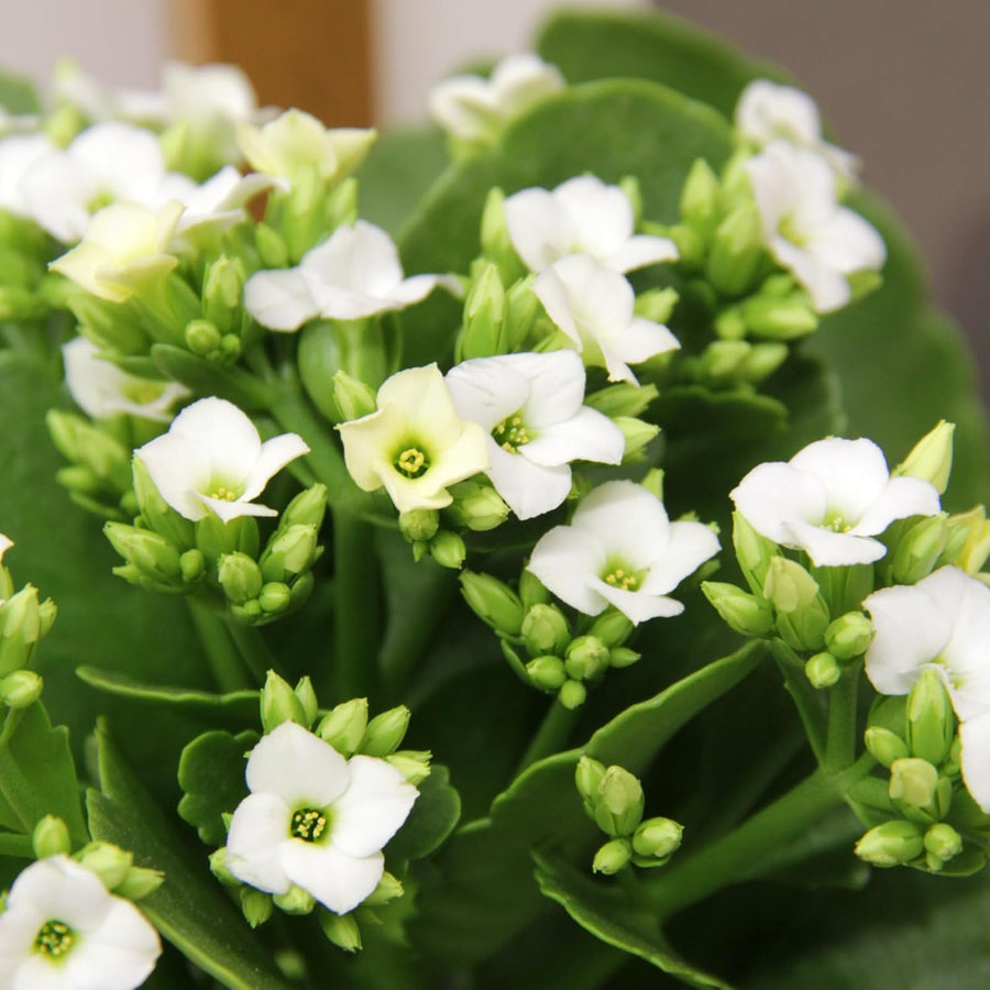 Kalanchoe Flaming Katy  5