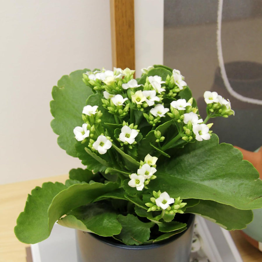 Kalanchoe White Flaming Katy  1
