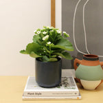 Kalanchoe Flaming Katy  2