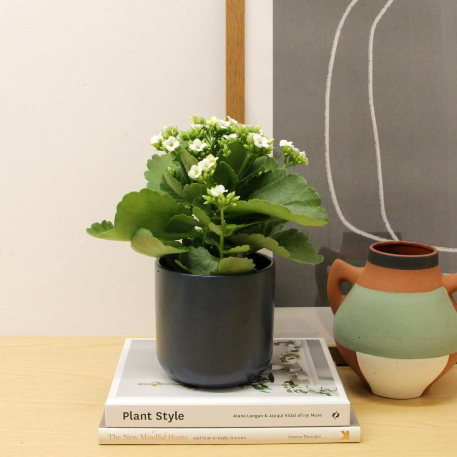 Kalanchoe Flaming Katy  3