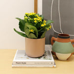 Kalanchoe Yellow Flaming Katy  3