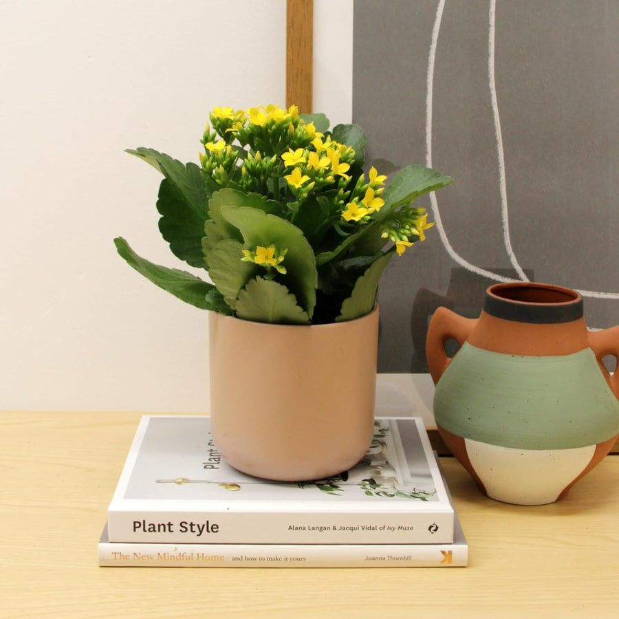 Kalanchoe Yellow Flaming Katy  3